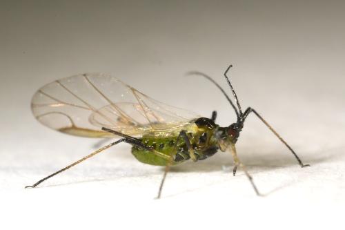 Réf. 313 804 : Macrosiphum rosae